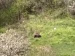 VIDEO: V ďalšej obci spozorovali medveďa, pohyboval sa pri rodinných domoch