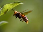 Sršňa ázijského je potrebné zachytiť na začiatku, nebezpečný je najmä pre včely