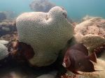 Vo svetových oceánoch hromadne belejú koraly, upozorňuje NOAA