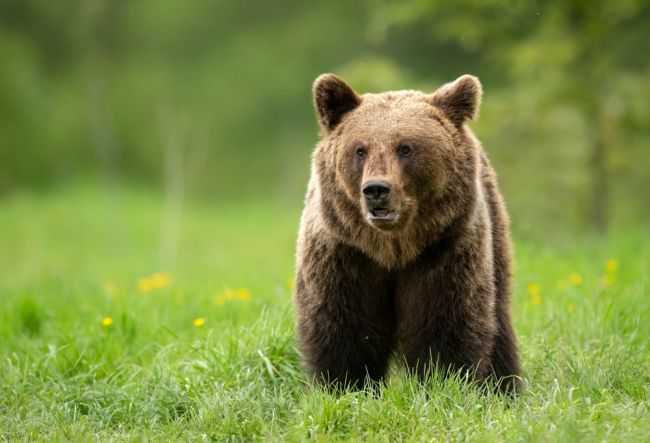 Pre výskyt medveďa by sa mohla vyhlasovať mimoriadna situácia