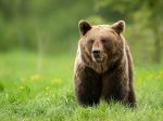Pre výskyt medveďa by sa mohla vyhlasovať mimoriadna situácia