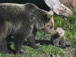 Medvedici Tatranke sa narodilo mláďa. Košická zoo uviedla, čo s ním urobí