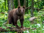 Mimoriadna situácia vo Svite: Pre výskyt medveďa zasadal krízový štáb