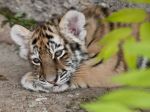 Inšpekcia odobrala troch mladých tigrov súkromnému chovateľovi