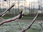 Mrazy v Česku boli pre ovocinárov fatálne, mnohí hlásia stopercentnú škodu