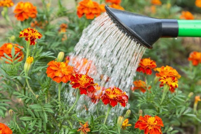 Ako správne polievať svoju záhradu: Takto si ušetríte vodu aj námahu