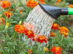 Ako správne polievať svoju záhradu: Takto si ušetríte vodu aj námahu