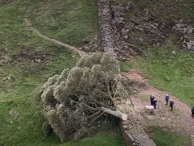 V Británii budú súdiť mužov obvinených zo spílenia ikonického javora