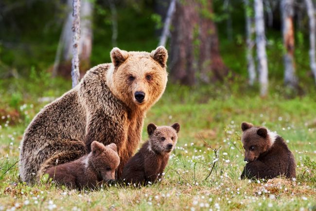 Hubára, na ktorého zaútočila medvedica, prepustili do domácej liečby