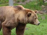 Ďalšia obec upozorňuje na výskyt medveďa, opakovane sa objavuje v zastavanom území