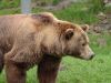 Ďalšia obec upozorňuje na výskyt medveďa, opakovane sa objavuje v zastavanom území