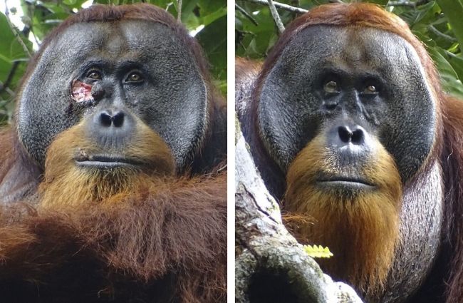 Orangutan si ošetroval ranu liečivou bylinou, vedci to videli prvýkrát