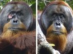 Orangutan si ošetroval ranu liečivou bylinou, vedci to videli prvýkrát