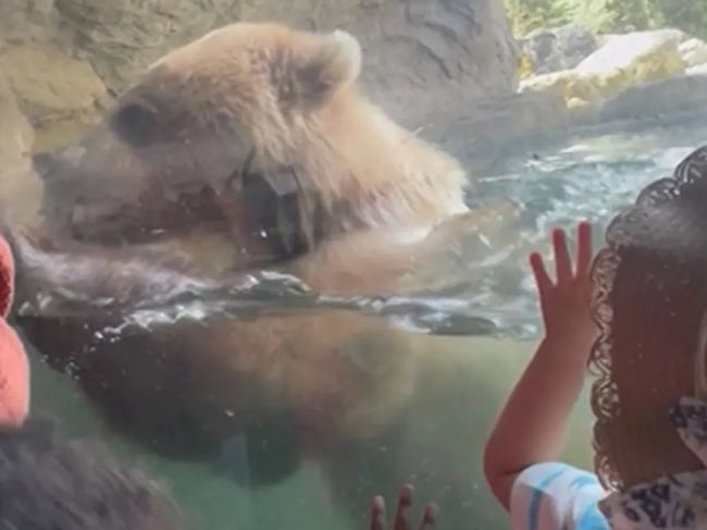 Video: Medvedica šokovala návštevníkov zoo. Z tohto budú mať deti nočné mory