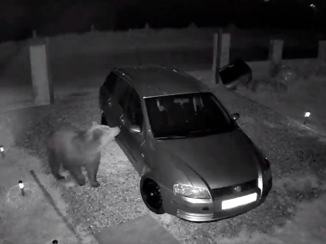 Video: Rodine vošli do dvora štyri medvede, takto reagovali na auto