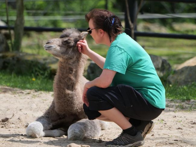 V bratislavskej zoo sa narodilo mláďa samičky ťavy dvojhrbej