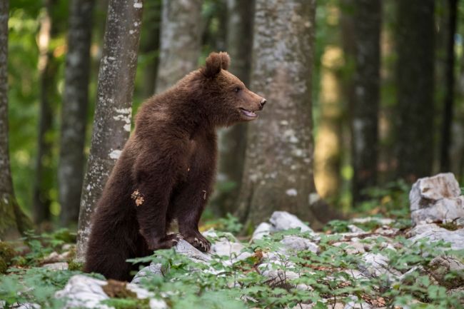 Polícia varuje pred medveďom, ktorý sa pohyboval po obci