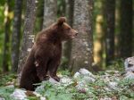 Polícia varuje pred medveďom, ktorý sa pohyboval po obci