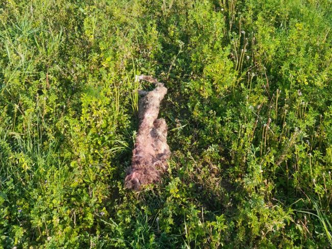 Medveď vošiel do záhrady a zabil ovcu. Obec žiada obyvateľov, aby boli opatrní