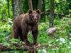 Medveď sa pohyboval priamo po meste, polícia vyzýva na opatrnosť
