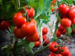 Hlboké sadenie paradajok: Táto technika vám prinesie lepšiu úrodu