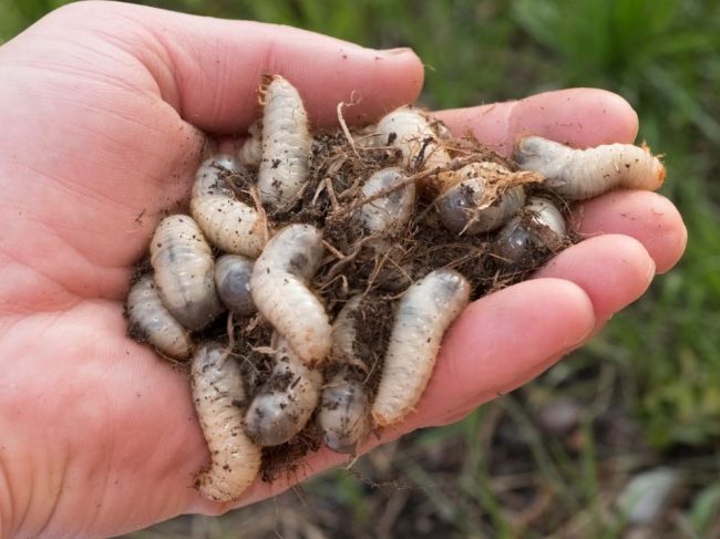 Foto: Ako vyzerá larva pod mikroskopom? Táto fotka vydesila internet