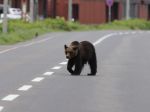 V Japonsku vydali výstrahy po útokoch medveďov 