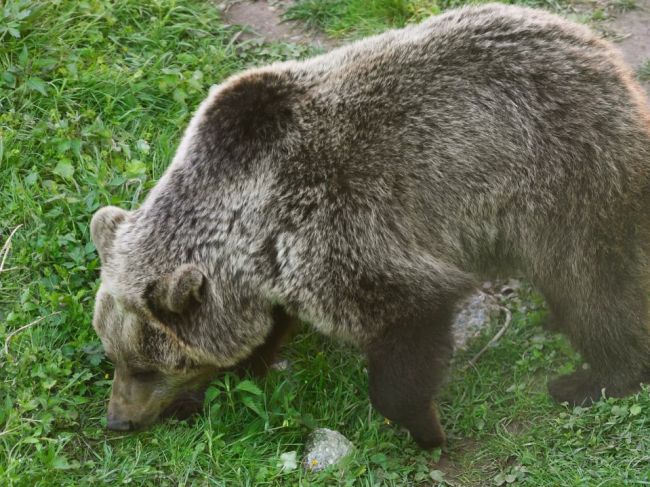 Pre výskyt medveďa sa bude vyhlasovať mimoriadna situácia