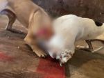Polícia vo viacerých krajoch zasiahla proti organizátorom psích zápasov
