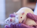 Čína hovorí o smrtiacom víruse, skupinu potkanov zabil do troch dní
