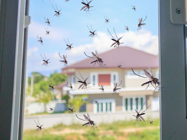 5 jednoduchých spôsobov, ako udržať komáre ďaleko od domu