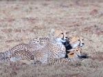 Video: Gepardie mláďatá sa hrali s gazelou, vtom však prišiel pavián a urobil niečo nezvyčajné