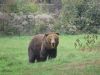 Medveď zaútočil na obyvateľa obce, polícia varuje pred vstupom do lesa