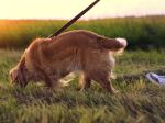 Veterinári bijú na poplach: Na takéto správanie u psa si dajte v lete pozor!