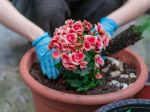 Ako pestovať begónie v kvetináčoch: 5 rád, ktoré musíte dodržať