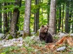 Ministerstvo životného prostredia eviduje v tomto roku 15 útokov medveďa na človeka