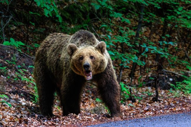 Zásahové tímy a poľovníci za polroka eliminovali 37 problémových medveďov