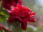 Ako si vyrobiť účinné hnojivo na ruže: 4 metódy, vďaka ktorým vaše ruže krásne zakvitnú