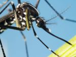 Ázijský komár tigrovaný je už na Slovensku, v tejto lokalite si vytvoril lokálnu populáciu