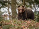 Za záhradami rodinných domov spozorovali medveďa, obec varuje obyvateľov