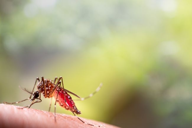 Parazitológ: Komár tigrovaný sa prvýkrát našiel pred vyše 10 rokmi v Košiciach