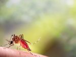 Parazitológ: Komár tigrovaný sa prvýkrát našiel pred vyše 10 rokmi v Košiciach