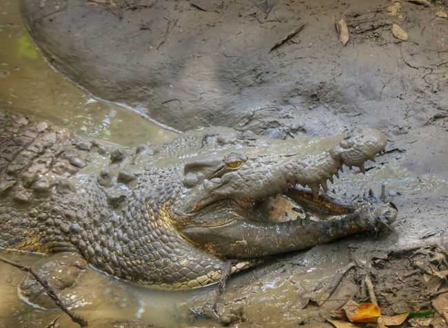 Polícia našla zrejme pozostatky obete útoku krokodíla