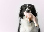 Psy sú alergické aj na to, čo im každý deň dávate. Pozor na tieto príznaky!