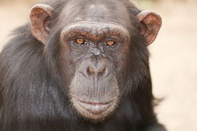 V bratislavskej zoo si v nedeľu pripomenú deň šimpanzov komentovaným kŕmením