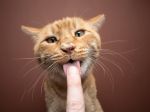 Veterinári vysvetlili, prečo sa ryšavé mačky správajú inak ako ostatné