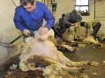 Strihači oviec sa na majstrovstvách SR pokúsia zlepšiť slovenský rekord