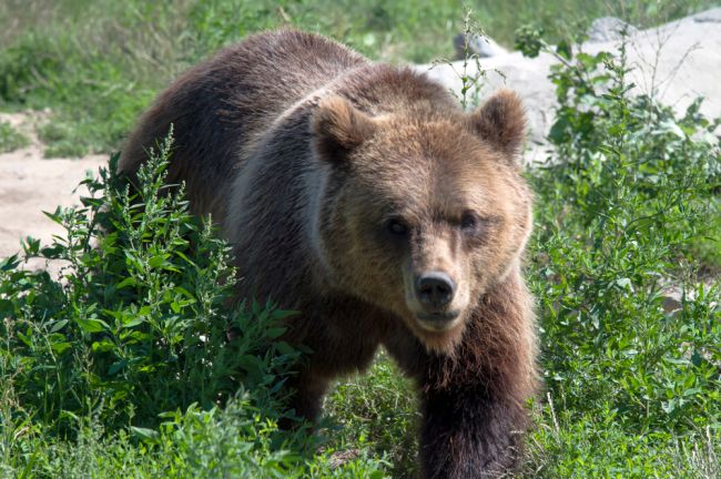 V Taliansku napadol medveď turistu