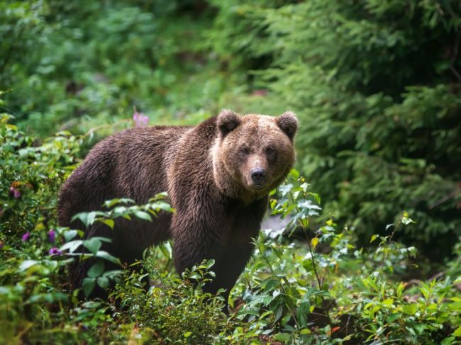 Zásahový tím reaguje na útok medvedice v Turanoch: Lokalitu budú monitorovať 