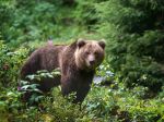 Zásahový tím reaguje na útok medvedice v Turanoch: Lokalitu budú monitorovať 